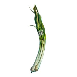 Cebolla larga malla