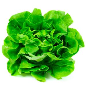 Lechuga lisa